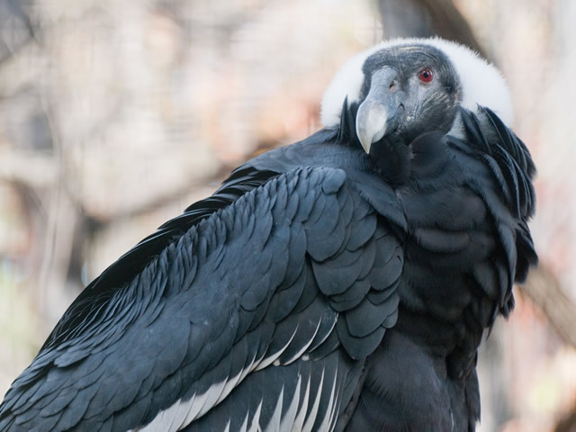 Cóndor de los Andes Vultur gryphus Avistamiento aves Salento Quindío 