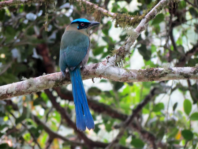 Momotus momota o Barranquero Quindío