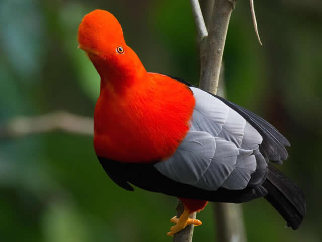 Rupicola peruviana o Gallito de Roca aves quindío