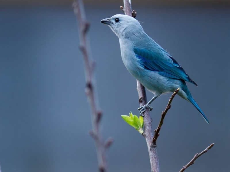 Avistamiento de aves en Génova