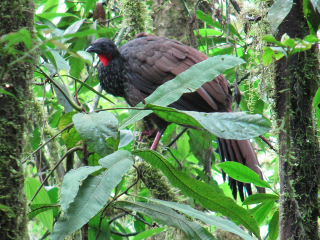 Pava Caucana Penelope perspicax avistamiento aves Quindío