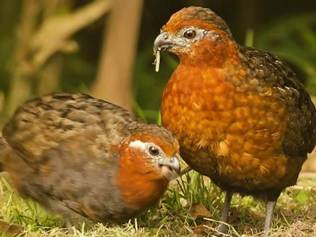 Perdiz Colorada o Odontophorus hyperythrus aves endémicas Quindío