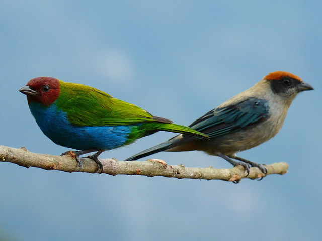 Tangaras aves Quindío