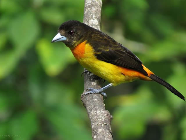 Toche enjalmado o Ramphocelus flammigerus aves Quindío