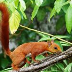 Avistamiento Animales del Parque Pacea Buenavista Quindio Colombia